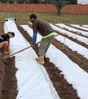 Agricultores de Arapiraca fazem experimento pioneiro de manta geossintética no cultivo de hortaliças