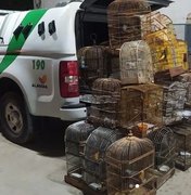 Mais de 80 pássaros silvestres são apreendidos em operação ambiental em São Sebastião e Penedo em Alagoas