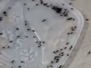 Infestação de moscas incomoda moradores de União dos Palmares