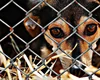 Denúncias anônimas levam polícia a apurar suspeitas de maus-tratos a cães em Viçosa