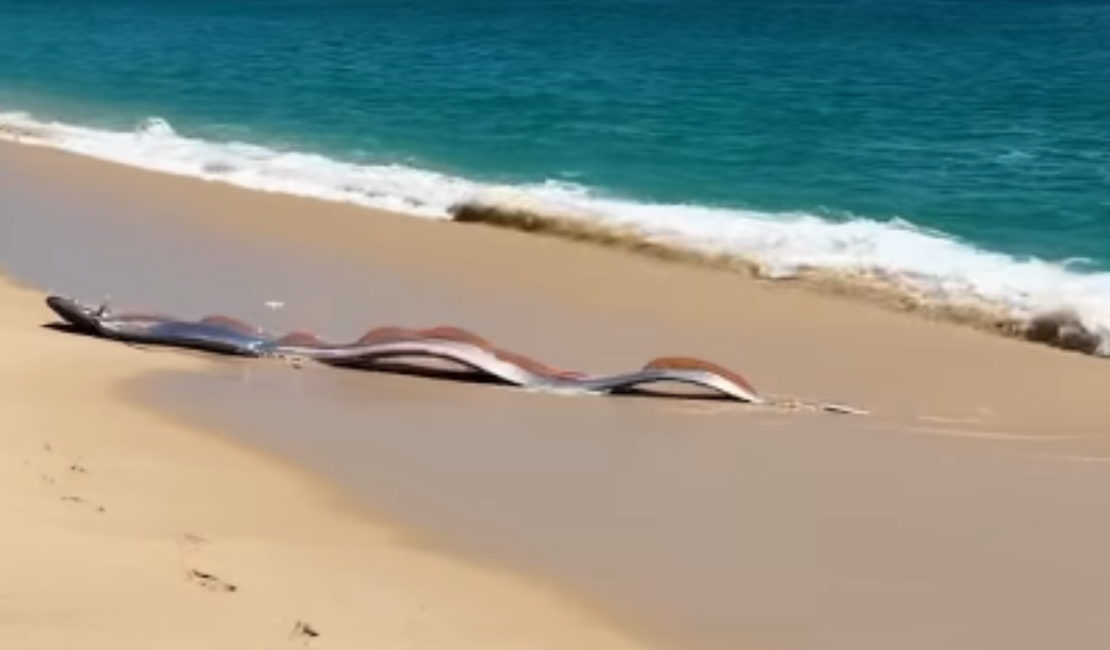 “Peixe do fim do mundo” aparece na areia de praia no México