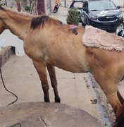 Homem é preso por maus-tratos a animal no município de Palmeira dos Índios