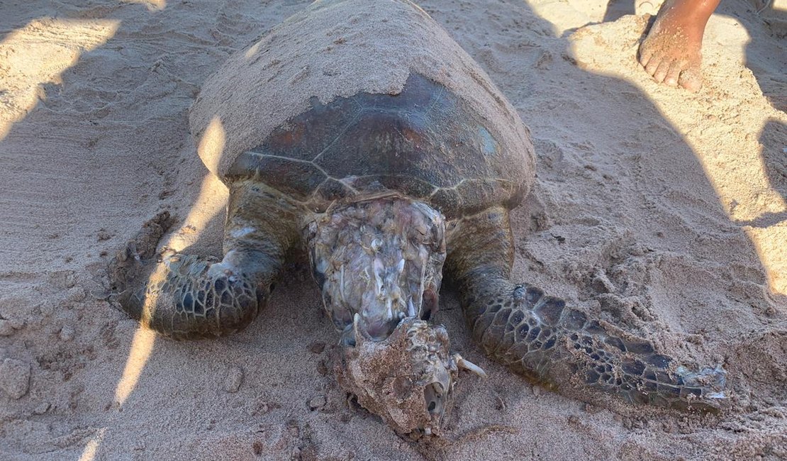 Turistas encontram tartaruga morta na Praia de Ponta Verde
