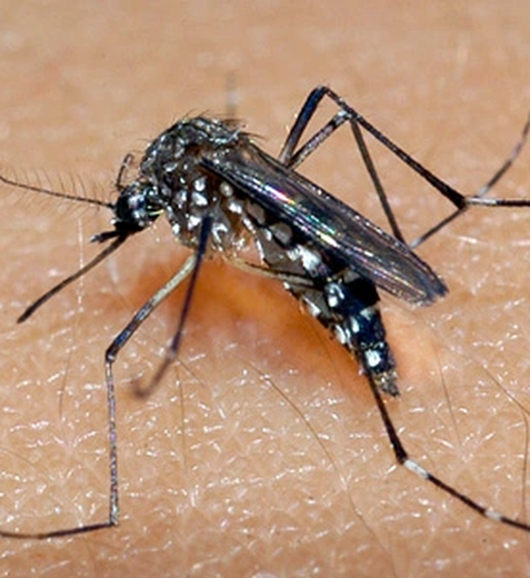 Alagoas registra mais de 10 mil casos de dengue em 2024