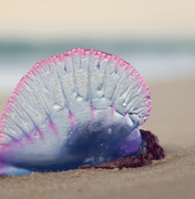 Criança é atingida por caravela-portuguesa na Praia do Francês