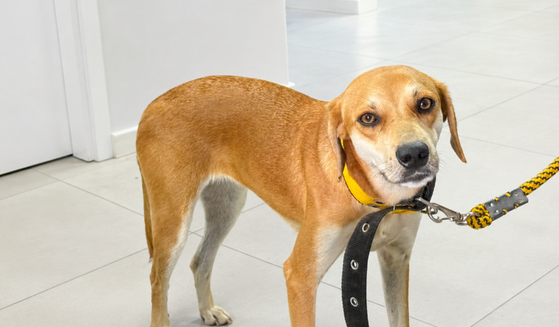 Dia do Cachorro Caramelo é celebrado em Maceió pela importância da adoção