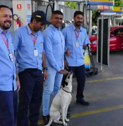 Cachorro abandonado conquista frentistas e vira gerente de posto de gasolina