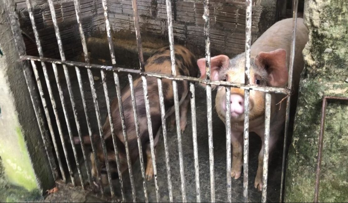 Criação clandestina de porcos é descoberta no bairro do Antares