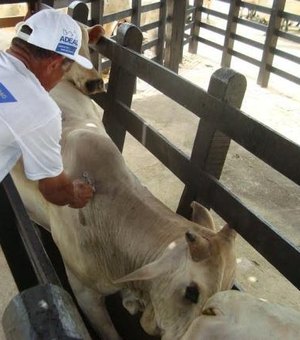 Vacinação contra a febre aftosa em Alagoas ultrapassa 96%