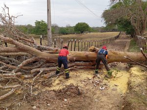 Fortes chuvas provocam queda de árvore no meio da estrada na zona rural de Palmeira