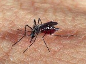 Casos notificados de Dengue se aproximam dos 20 mil em Alagoas