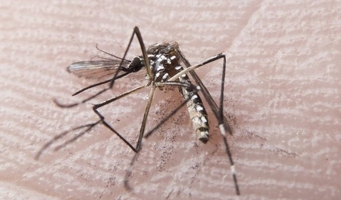 Divulgado novos dados de dengue, chikungunya e zika