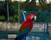 Arara vira atração em praça de Maceió e moradores temem pela segurança da ave