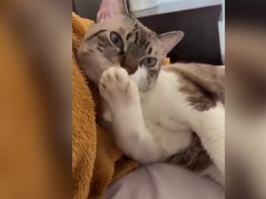 [Vídeo] Gato reage a fofoca sobre PET da vizinha como quem tem culpa no cartório