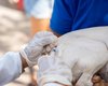 Saúde de Maceió imuniza quase 34 mil animais no segundo dia de vacinação antirrábica