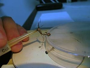 Sesau desenvolve ações para prevenir a febre Zika em AL