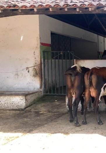Adeal certifica primeiro estabelecimento com Criação Livre de Brucelose de Alagoas