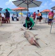 Golfinho com marcas de mordidas de tubarão encalha morto na Praia do Francês