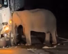 [Vídeo] Elefante fica durante horas grudado ao caminhão que atropelou a sua cria