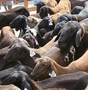 Festival de Cabras Leiteiras vai reunir produtores da região Agreste