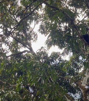 [Vídeo] Macaco bugio é capturado por órgãos ambientais na zona rural de Satuba