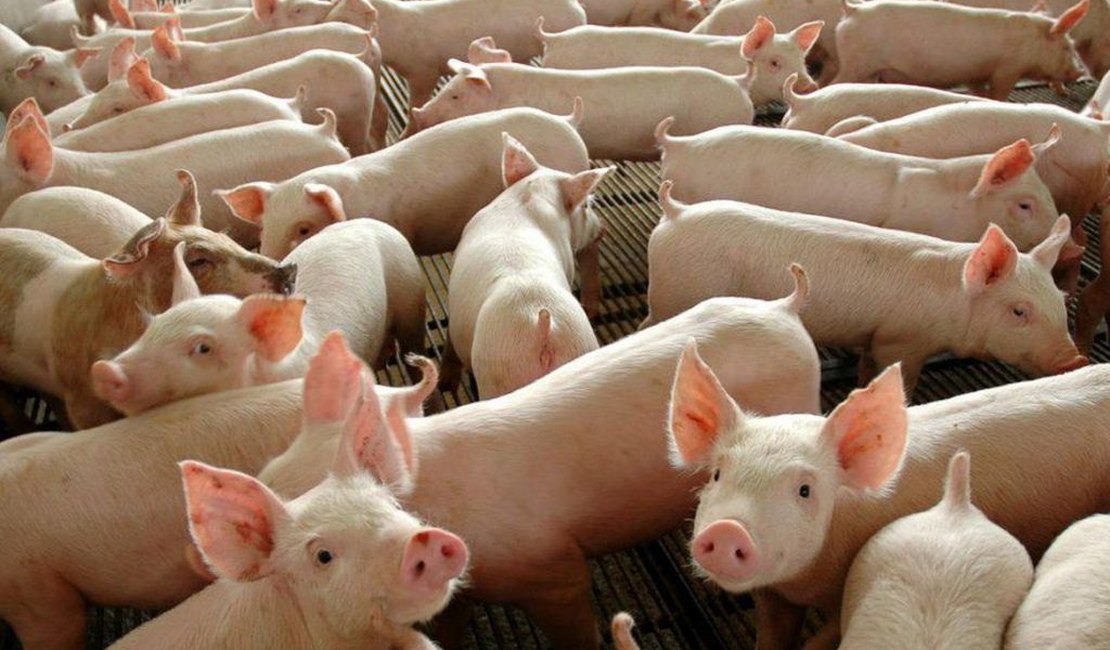 Prefeitura de Arapiraca convoca criadores para campanha de vacinação contra a peste suína clássica