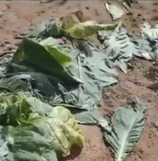 Agricultor arapiraquense tem plantação de fumo destruída por vândalos