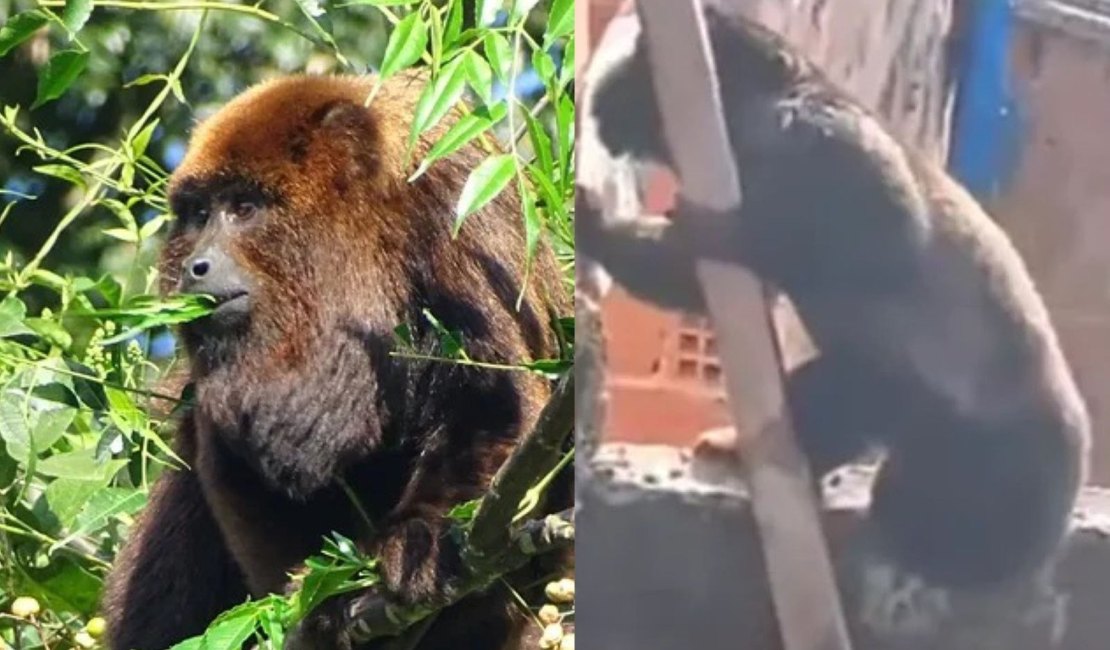 Além do bugio, veja outras espécies ‘diferentes’ de macacos encontradas em AL