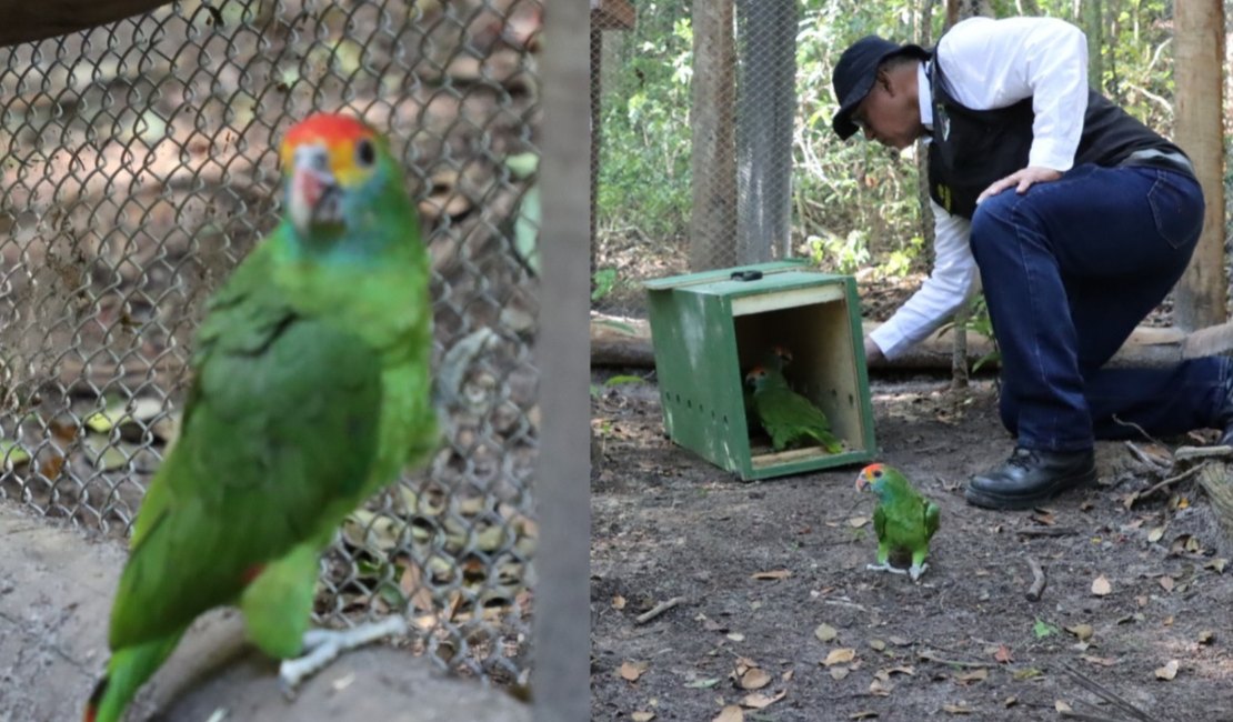 [Vídeo] Papagaios Chauás avançam para fase final antes da soltura em Alagoas