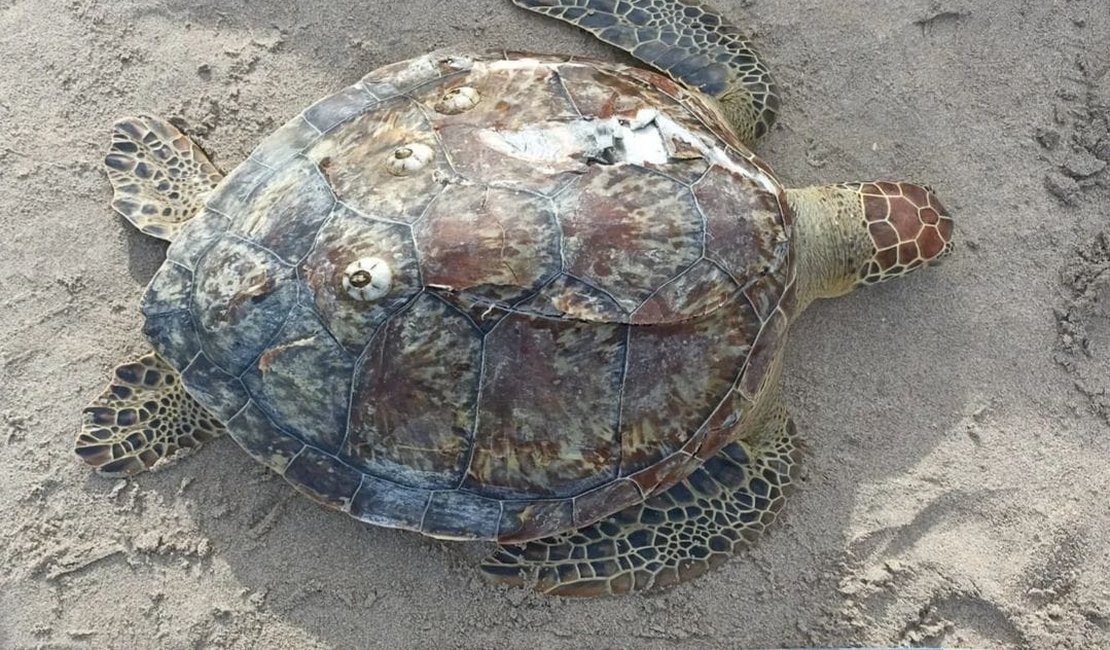 Tartaruga morre encalhada na Praia de Ponta Verde