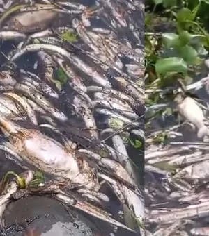 Peixes e tartarugas são encontrados mortos na Lagoa de Roteiro