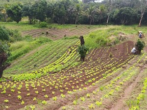 Agricultores lamentam perdas na plantação e temem não ter alimentos para se manter em Palmeira