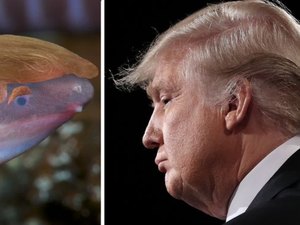 Nova espécie de anfíbio cego que enterra a cabeça na areia é batizada com o nome de Donald Trump