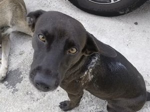 Cão comunitário esfaqueado em Maceió se recupera e caso é investigado pela Polícia Civil