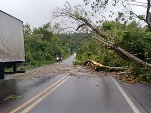 Queda de árvore interdita rodovia BR-316 no município de Satuba