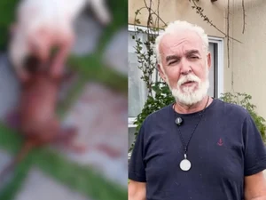 Ataque brutal de pitbull termina com morte de cão da raça teckel em Marechal Deodoro