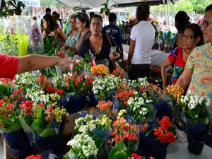 Maceió sedia Festival das Flores de Holambra a partir do dia 17