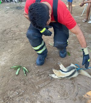 Bombeiros resgatam tamanduá no quintal de residência em Maragogi