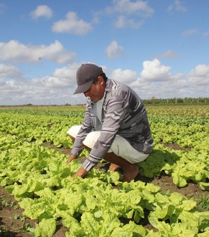 Produção de hortaliças em Arapiraca movimenta R$ 50 milhões por ano