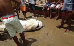 Tubarão-tigre capturado no Pontal do Peba