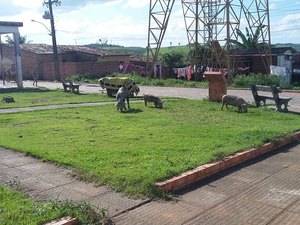 Porcos invadem ruas e causam transtornos no município de Jacuípe