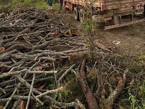 Polícia Militar flagra desmatamento ilegal em reserva indígena em Delmiro Gouveia