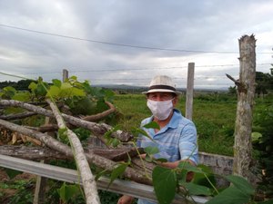 [Video] Policial da reserva apaixonado por uvas aposta no cultivo de videira em Arapiraca