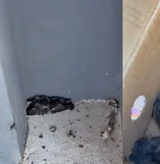 Biomédica resgata aves atropeladas em estacionamento de shopping