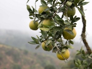 Alagoas registra queda na produção de castanha de caju, açaí, laranja e banana