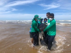 Baleia encalhada é socorrida na praia de Feliz Deserto
