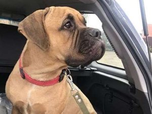 Cadela percorre 200 km à procura dos donos que a abandonaram