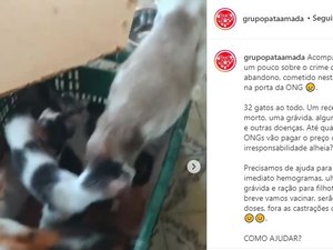 Caixa com mais de 30 gatos é abandonada em frente a ONG de Maceió
