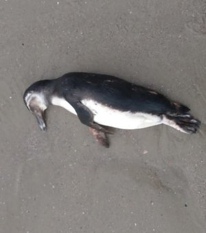Pelo menos 20 pinguins são encontrados mortos no litoral gaúcho e catarinensega