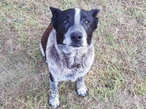 Cão surdo e parcialmente cego ajuda a resgatar menina desaparecida na Austrália